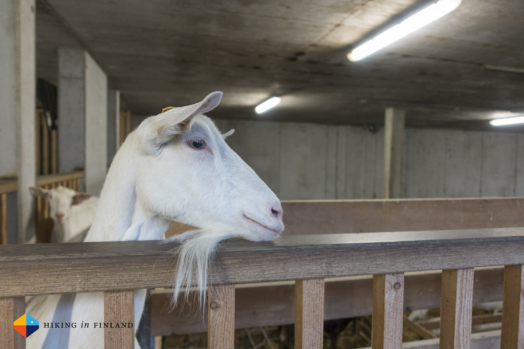 Goats at Metzler Naturhautnah