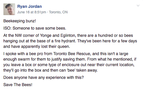 Alizadeh, a 23-year-old Torontonian, saw a post on Bunz Trading Zone — a local Facebook group — seeking help for some wayward bees.