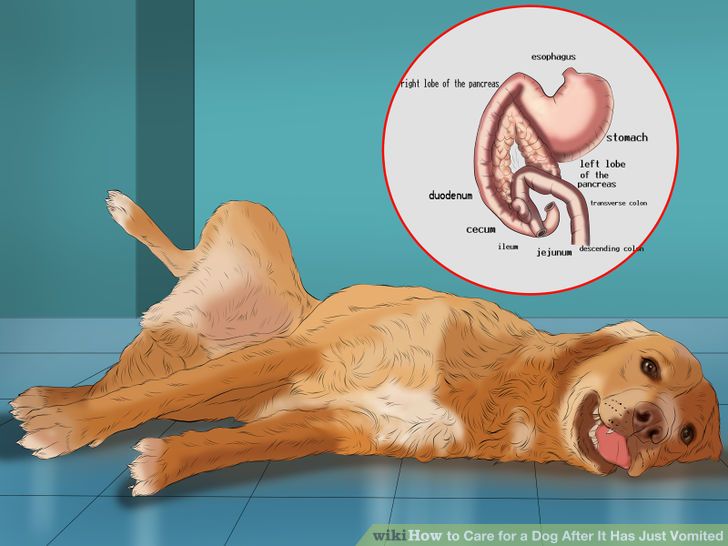 Care for a Dog After It Has Just Vomited Step 9 Version 4.jpg