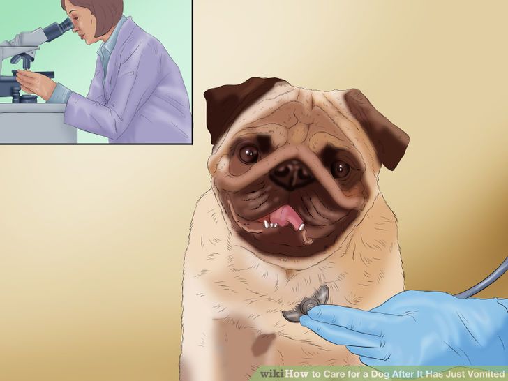 Care for a Dog After It Has Just Vomited Step 11 Version 3.jpg