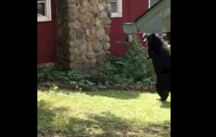 This is Pedals, the bear in New Jersey known for walking upright who, until now, hadn't been seen for months.