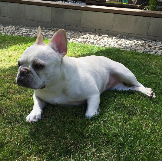 This is Daisy. Daisy is an 8-year-old French Bulldog from Federal Way, Washington. She lives with her owner, Carrie Bredy, and two other bulldogs, Tomato and Walter.