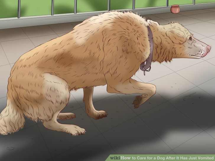 Care for a Dog After It Has Just Vomited Step 6 Version 3.jpg