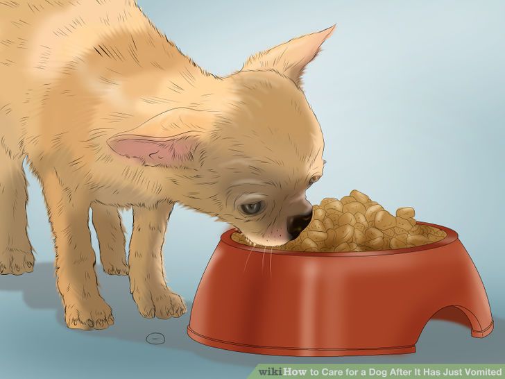 Care for a Dog After It Has Just Vomited Step 16 Version 3.jpg