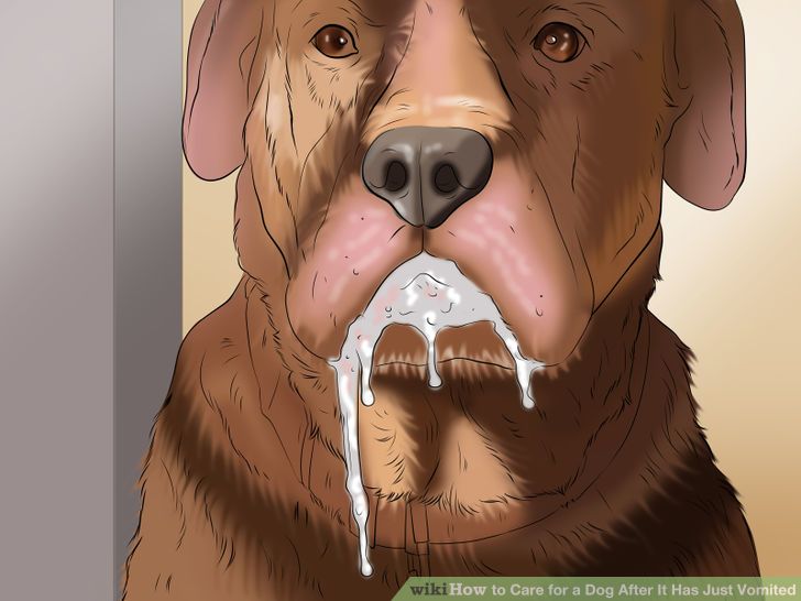 Care for a Dog After It Has Just Vomited Step 5 Version 4.jpg