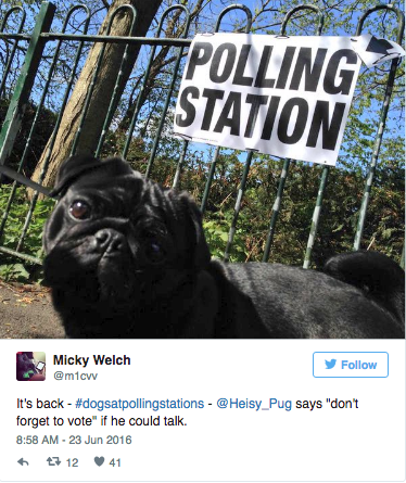 This pug loves a good vote.