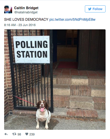This dog believes we all have the right to express our political views.