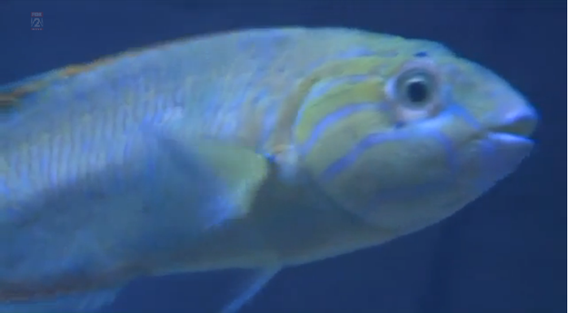 Kiwi, a lime green saltwater fish, lost his eye after developing a cataract, Fox 2 reported.