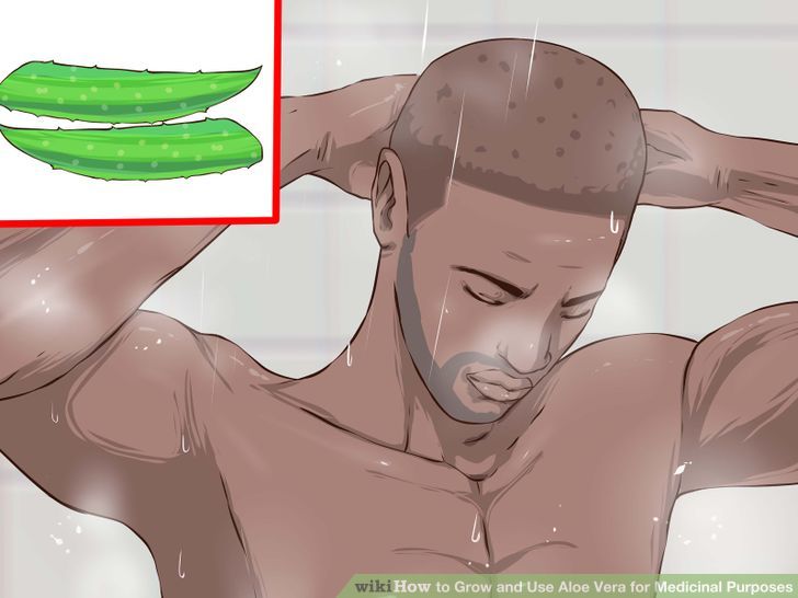 Grow and Use Aloe Vera for Medicinal Purposes Step 9 Version 2.jpg
