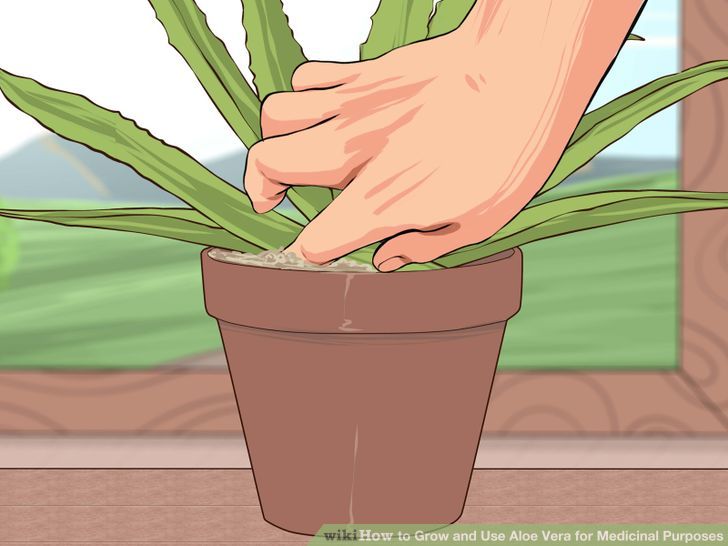 Grow and Use Aloe Vera for Medicinal Purposes Step 4 Version 2.jpg