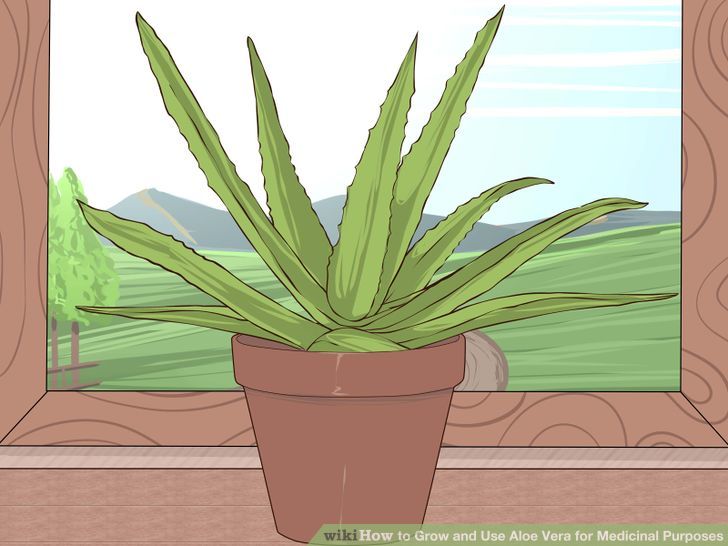 Grow and Use Aloe Vera for Medicinal Purposes Step 3 Version 2.jpg