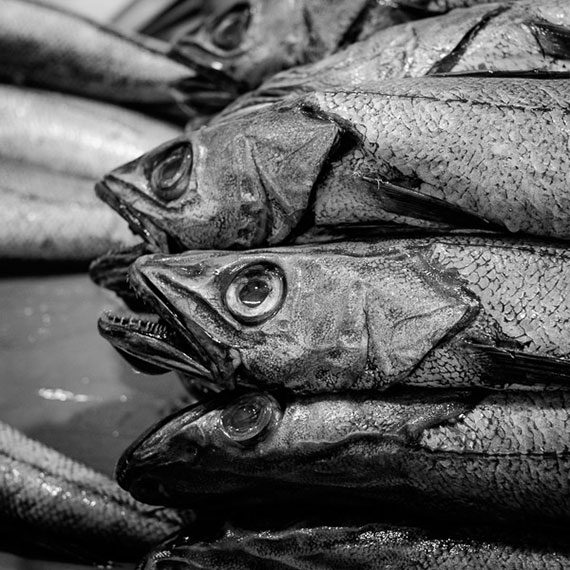 fish market prime lens