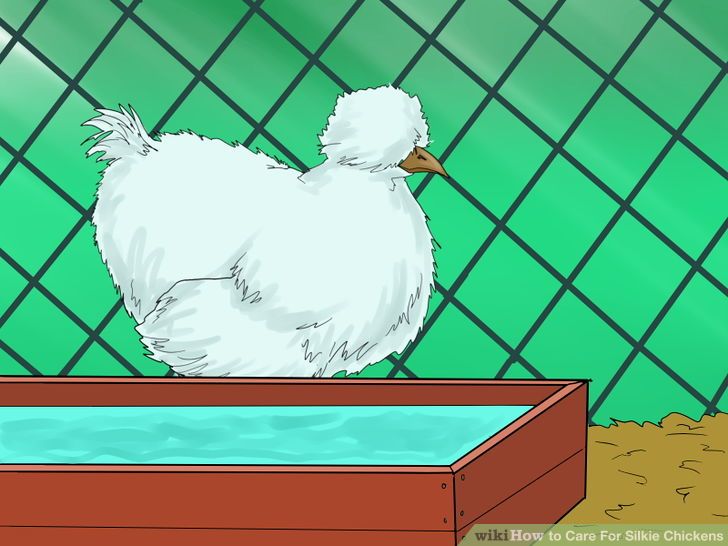 Care for Silkie Chickens Step 8.jpg