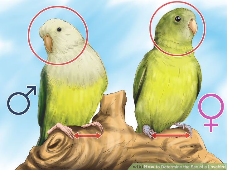 How To Determine The Sex Of A Lovebird ~ Wiki
