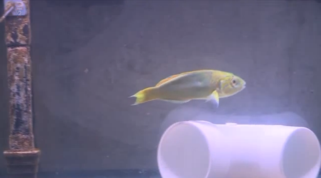 A "bullied" fish in Missouri has a spring in his swim after he was outfitted with a prosthetic eye by a crafty veterinarian.