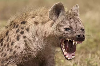 Hyena crushes teenager's face in South while he slept 