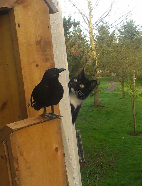 Neighbor's cat, curious about our fake raven