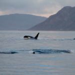 Orcas surface in the fjord near the boat, providing a tantalizing view as they make their way through the fjord in search of food.