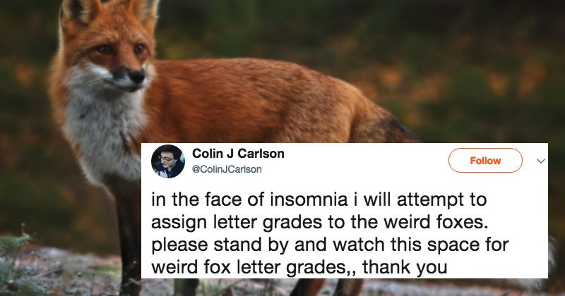 Guy deals with his insomnia by grading foxes all night and sharing the results on Twitter.