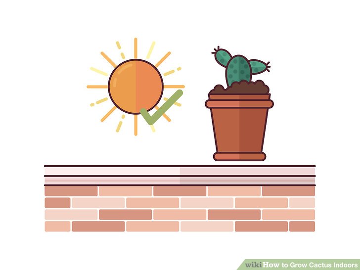 Grow Cactus Indoors Step 16.jpg