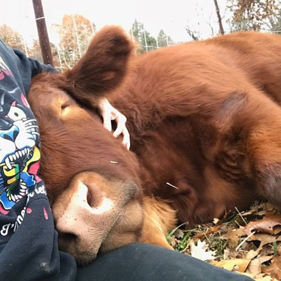 Chico the cow getting cuddles at The Gentle Barn Sanctuary