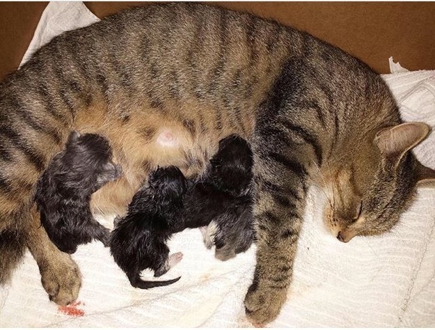 "A pregnant, stray cat showed up at our door begging to come in one day."