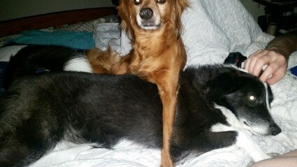 "After losing her front leg because of abuse, Merida came to live with us. She's 100% sure the dog she's laying on is her personal mattress."