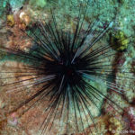 Sea urchins rule the reef in Tela
