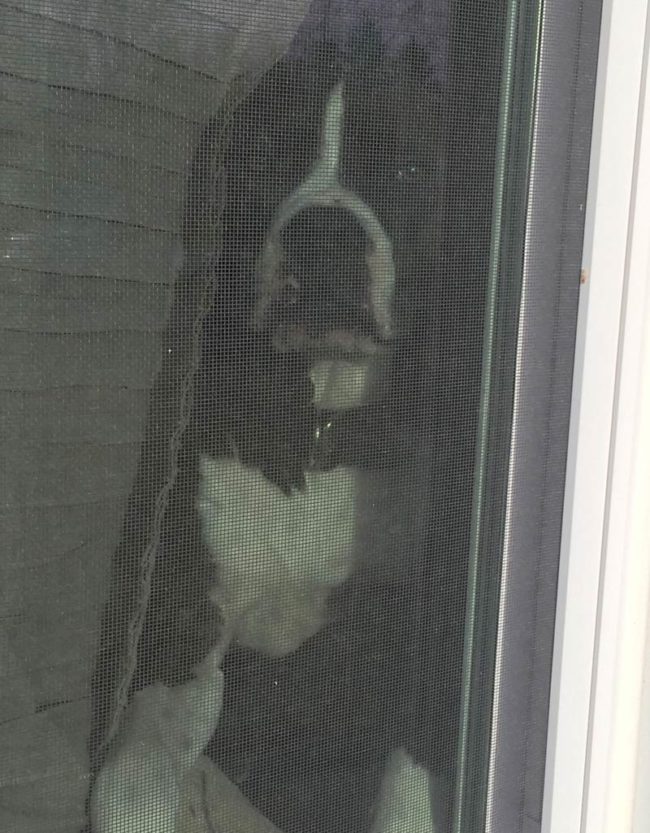 Who else has a dog that looks out the window as if you're going off to war when you're actually just going to Walmart?