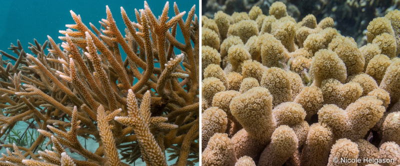 All Acropora corals end with a large axial corallite, compared to other corals that have uniform polyp size on each branch.
