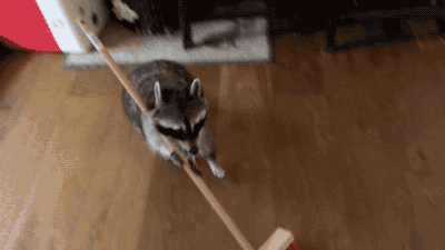 Raccoons will do all the cleaning and not resent you for it!