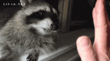 In conclusion: it's time to give raccoons the love they deserve.