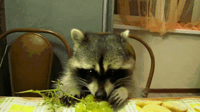 Raccoons are patient and well-mannered house guests.