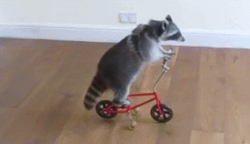 Raccoons can ride bikes.
