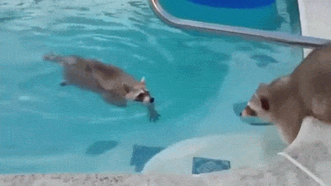 Raccoons help teach swimming to other raccoons. It is sweet.