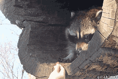 Raccoons are gentle.