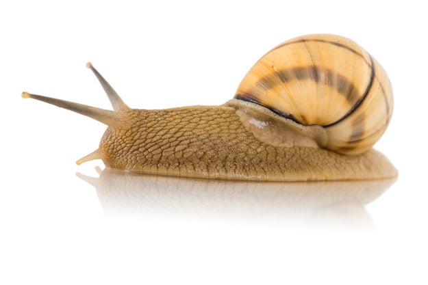 It is my great displeasure to inform you that snails have teeth.