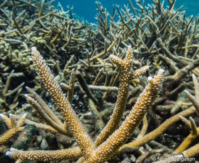 In Acropora corals, each branch tip ends in a prominent axial corallite.