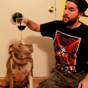 This dog, who isn't psyched about his new role as a sommelier's assistant.