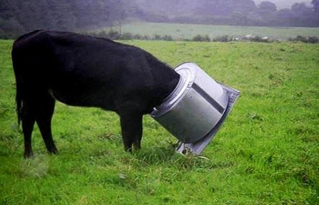 This cow, who just had a wild night.