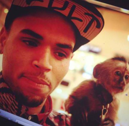 Chris Brown in trouble over ‘pet monkey