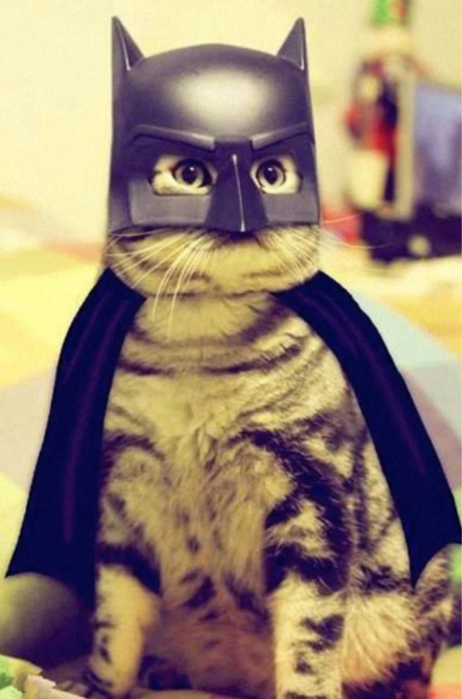 a funny list of cats in capes