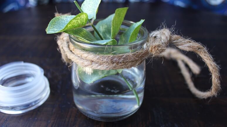 A complete hanging jar with water and a plant inside the jar.