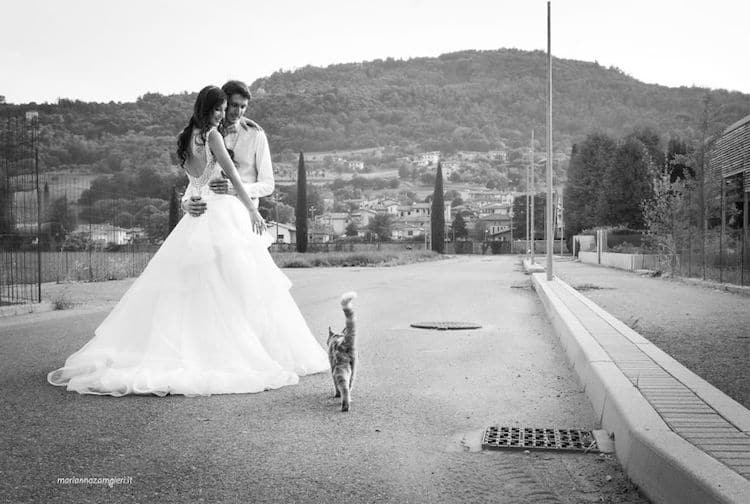 Cats in Wedding Photoshoot Ideas by Marianna Zampieri
