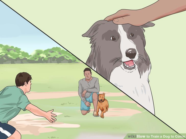 Train a Dog to Come Step 13 Version 2.jpg