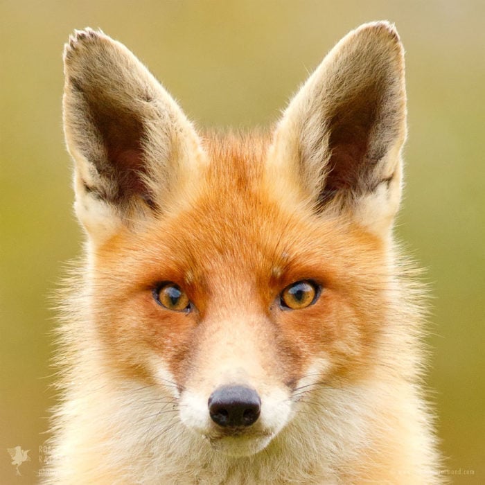 foxfaces_6