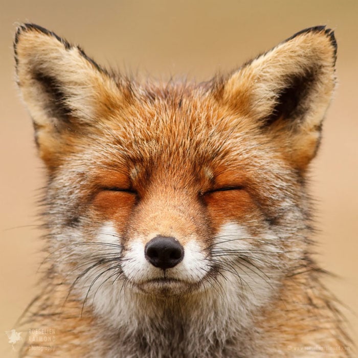 foxfaces_2