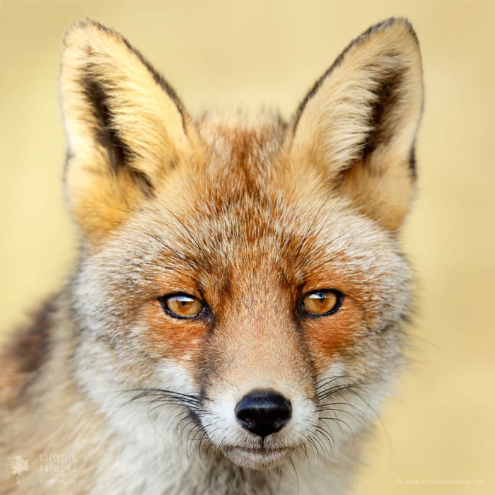 foxfaces_8