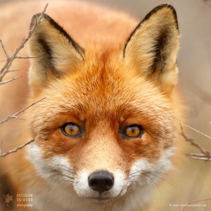foxfaces_13