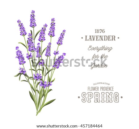 Bouquet of aromatic lavender flowers. Invitation card template with violet flowers of lavender. White wedding invitation.